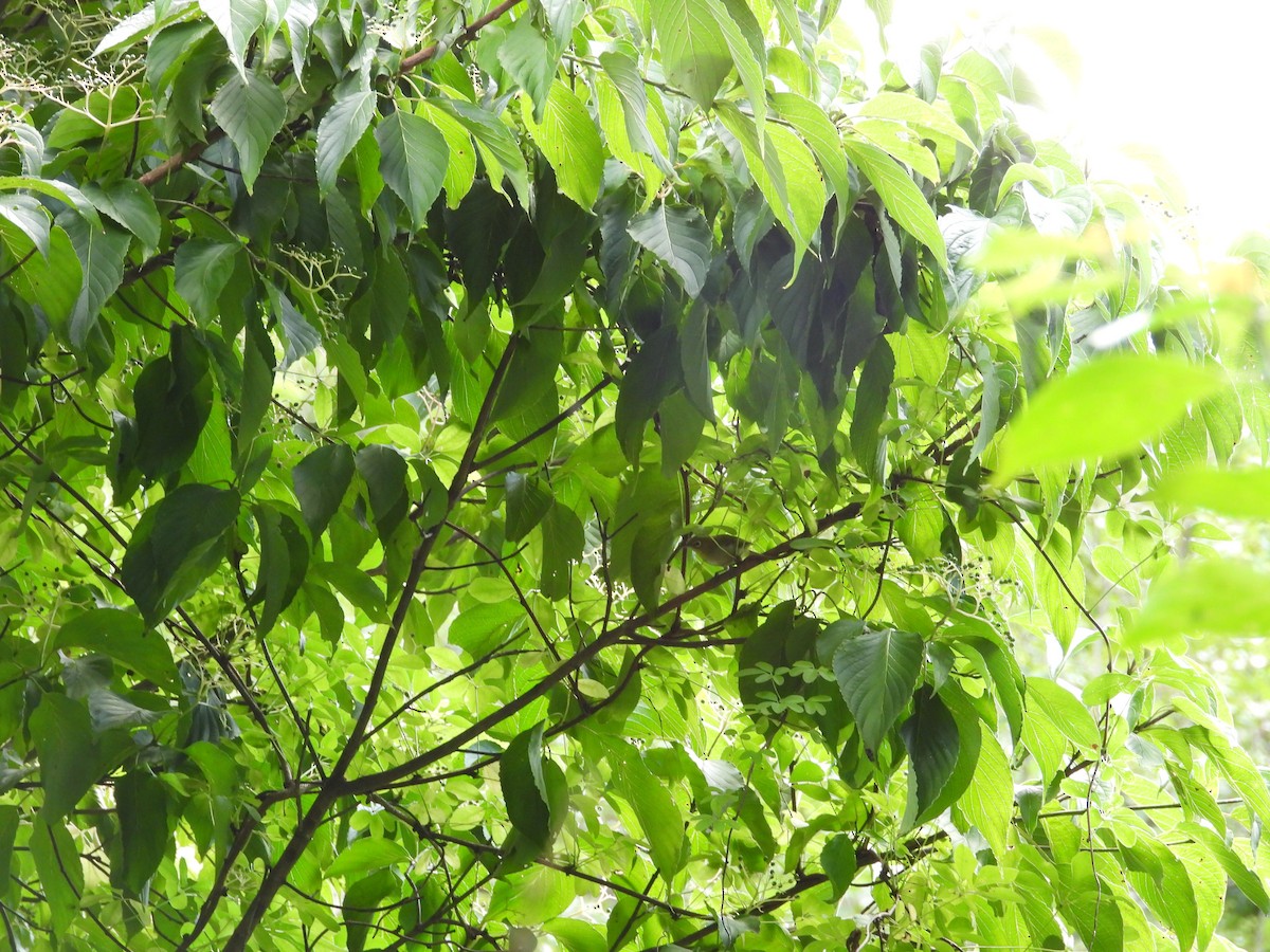 Warbling White-eye - ML644999768