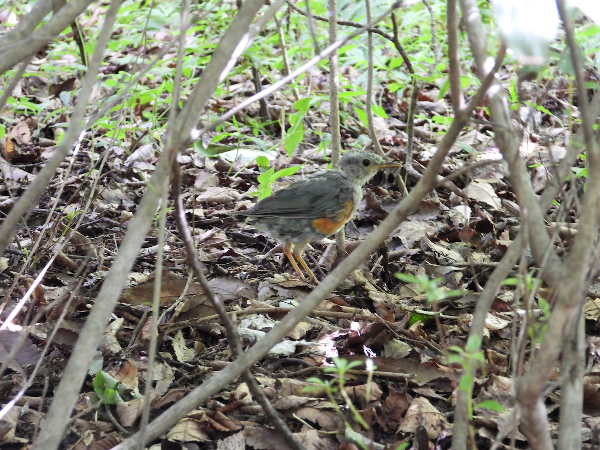Gray-backed Thrush - ML644999770