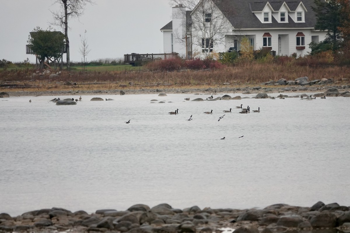 Bufflehead - ML644999778