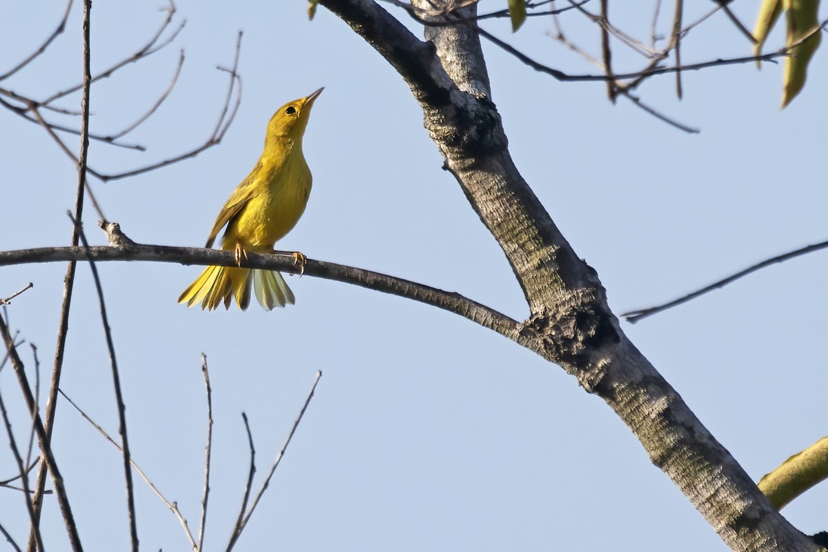 Northern Yellow Warbler - ML644999784