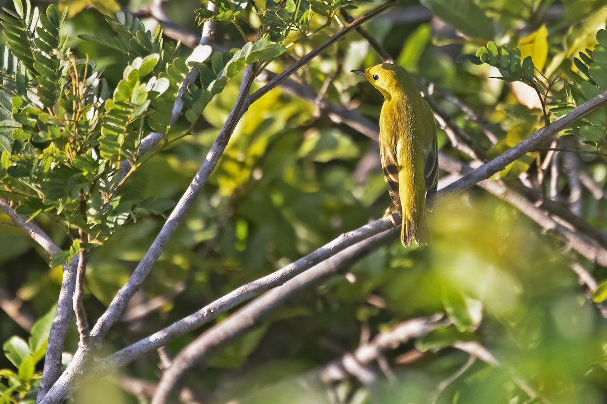Northern Yellow Warbler - ML644999785