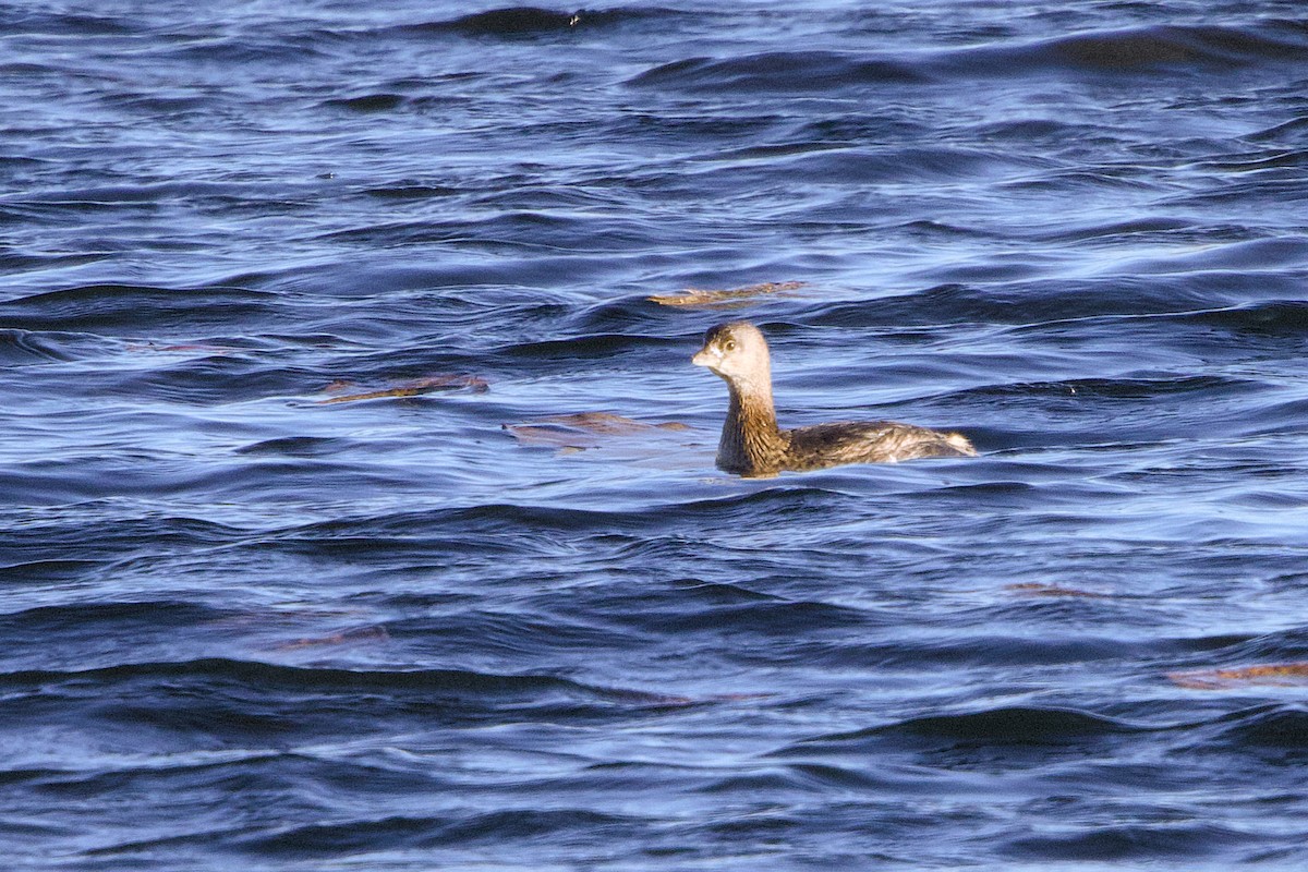Pied-billed Grebe - ML644999788