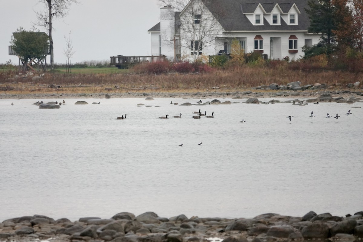 Bufflehead - ML644999793