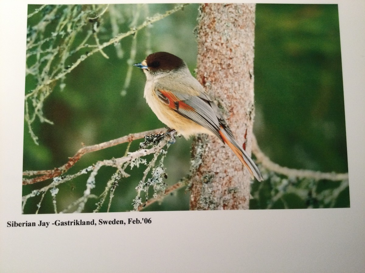 Siberian Jay - ML644999801