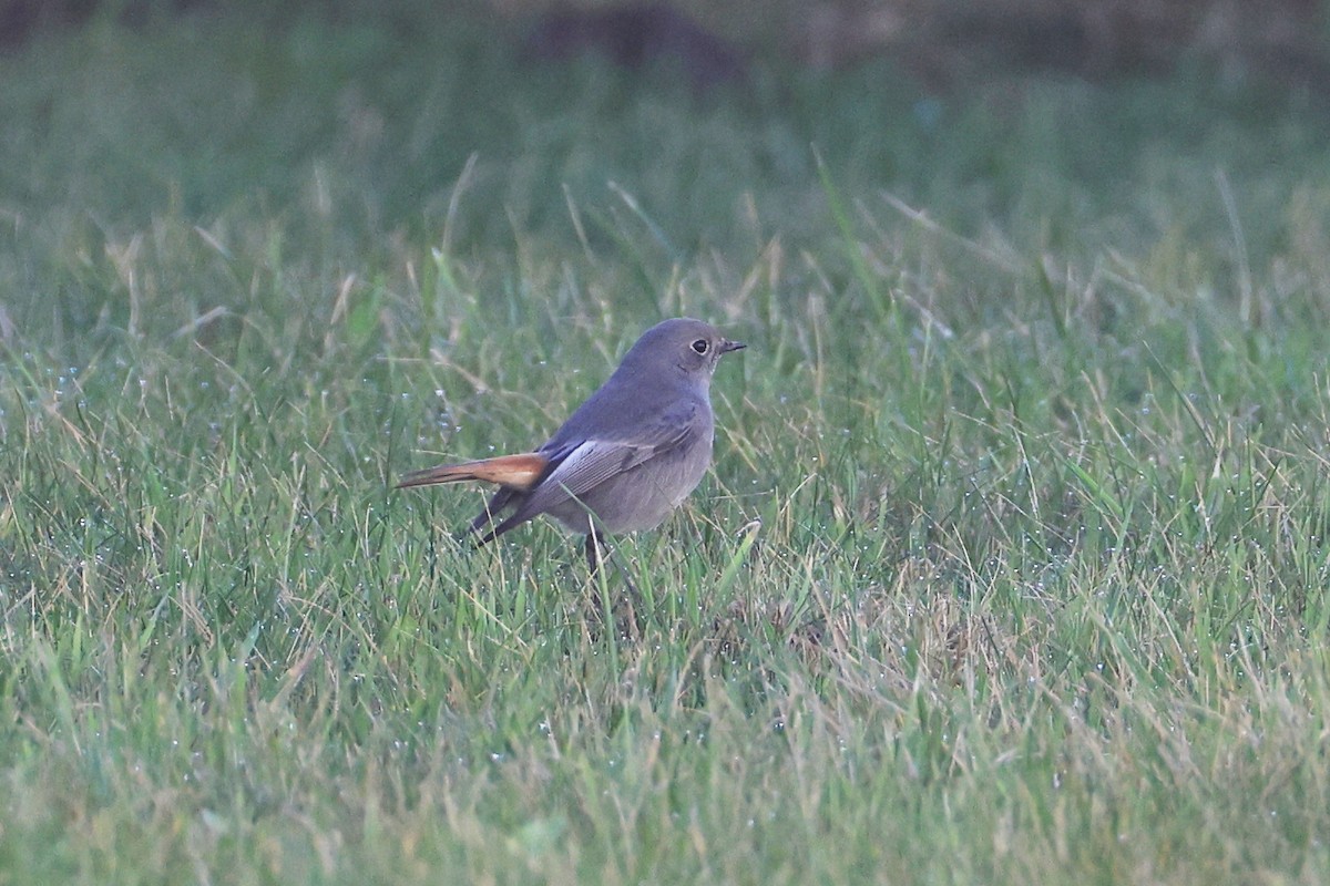 Black Redstart - ML644999803