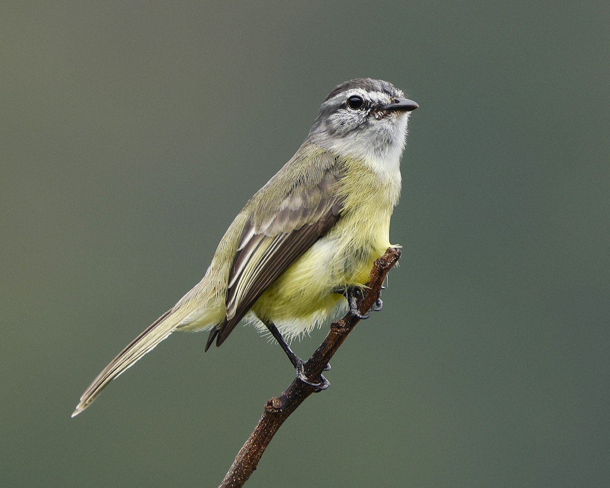 Sooty-headed Tyrannulet - ML644999817