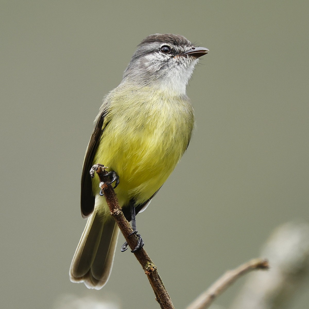 Sooty-headed Tyrannulet - ML644999818