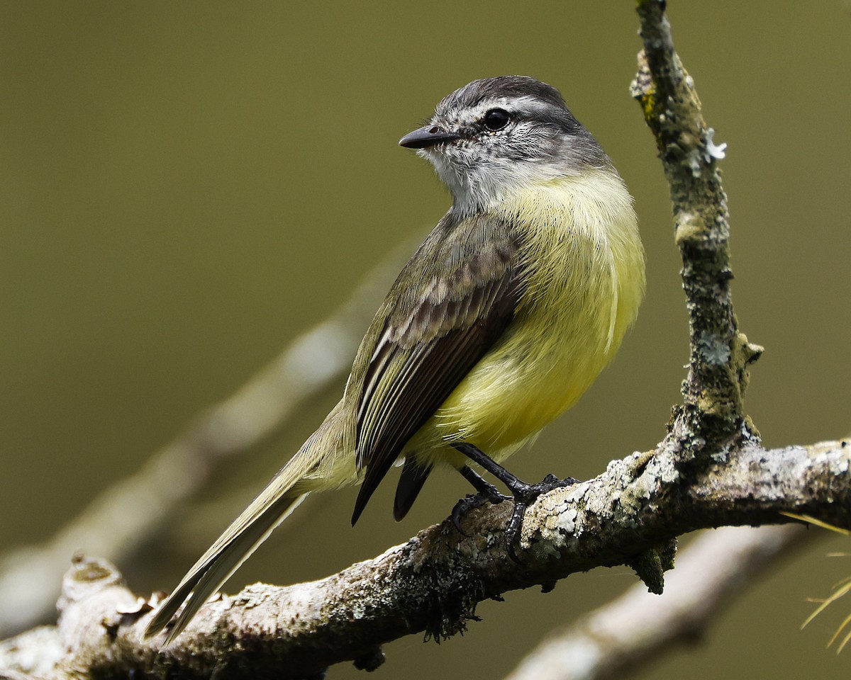 Sooty-headed Tyrannulet - ML644999819