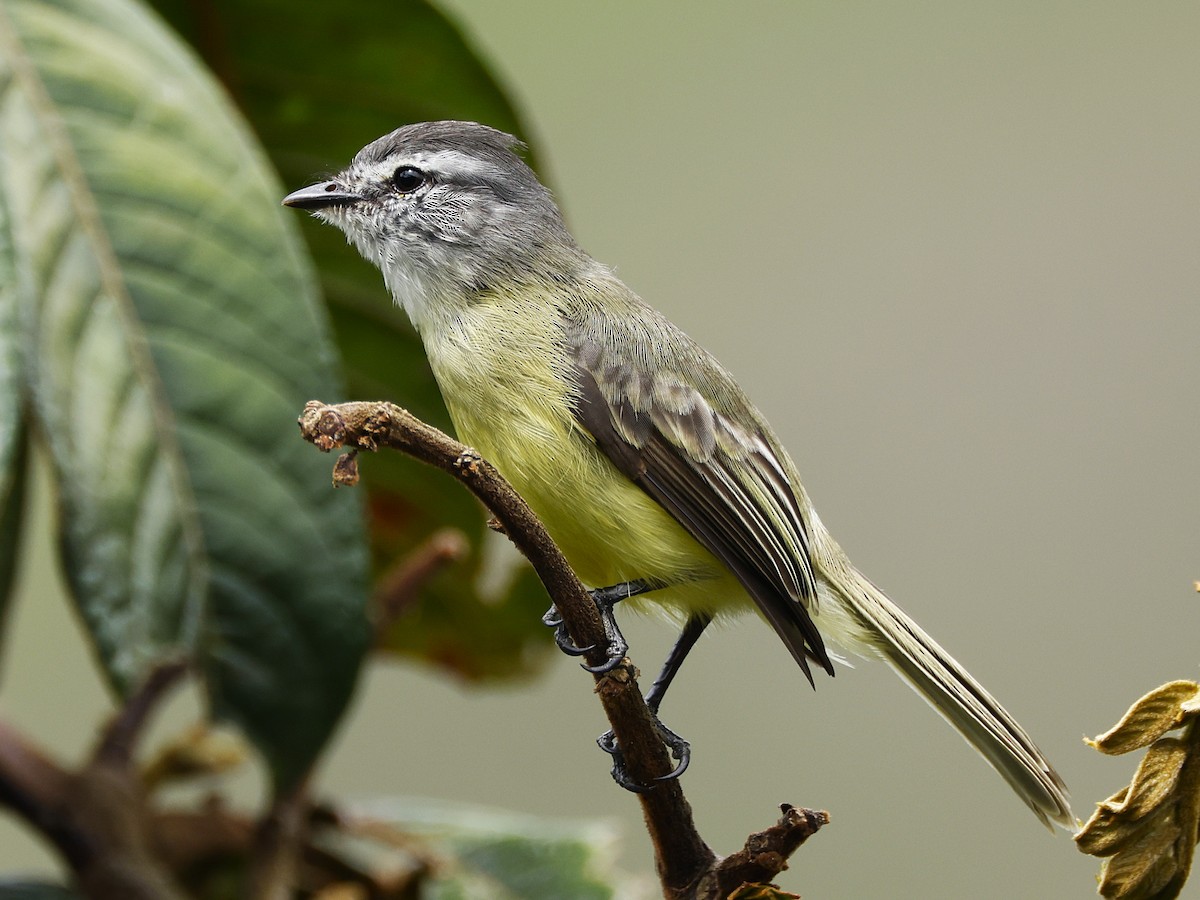 Sooty-headed Tyrannulet - ML644999820