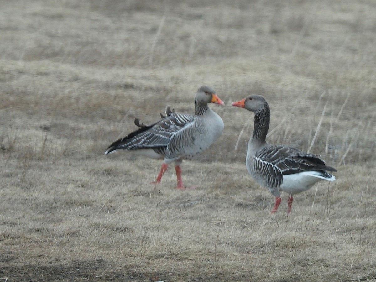 Oca selvatica - ML644999834