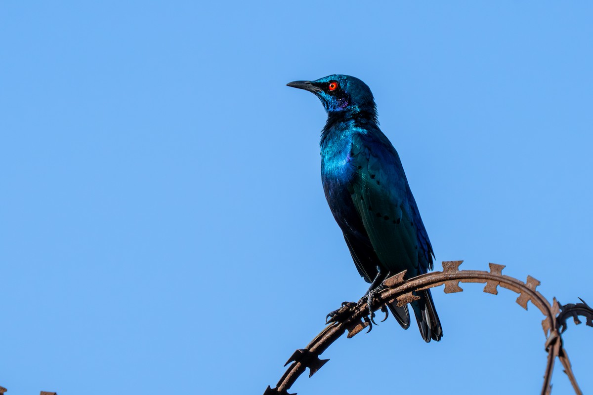Greater Blue-eared Starling - ML644999835