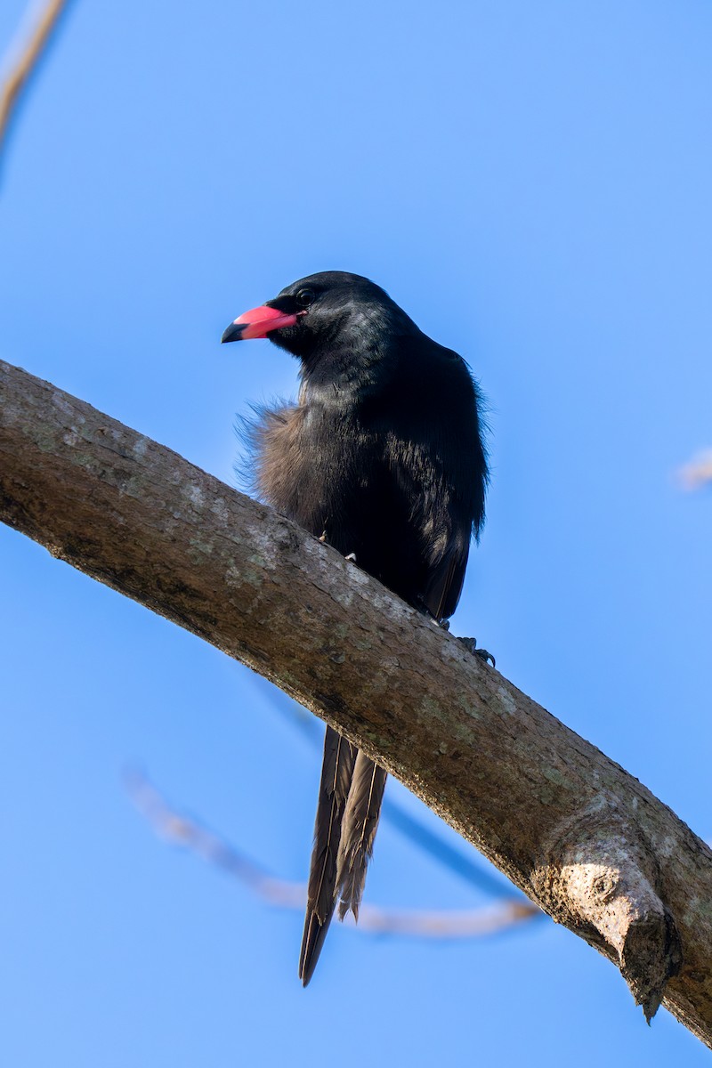 Африканская сорока - ML644999841