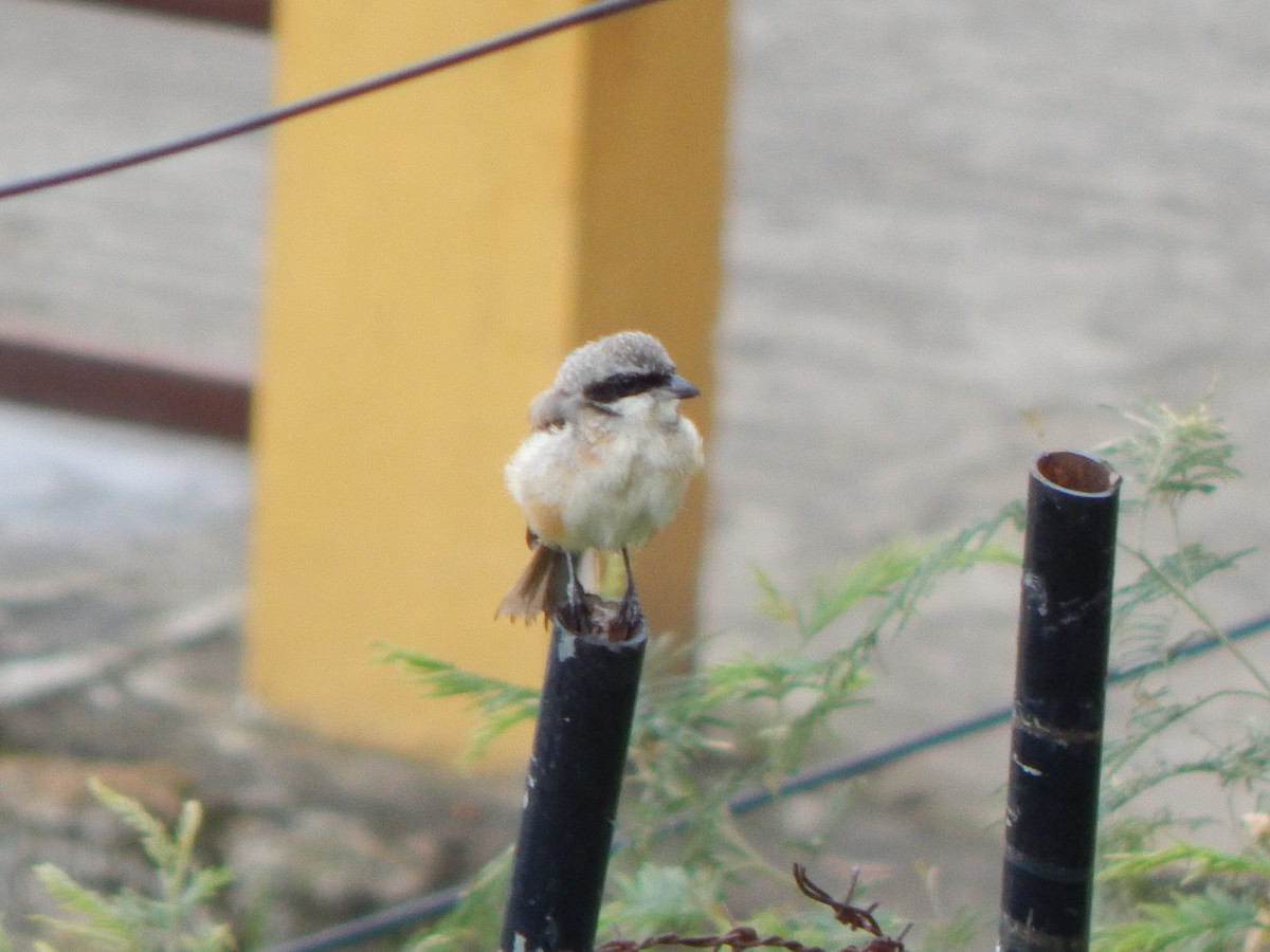 Bay-backed Shrike - ML644999846