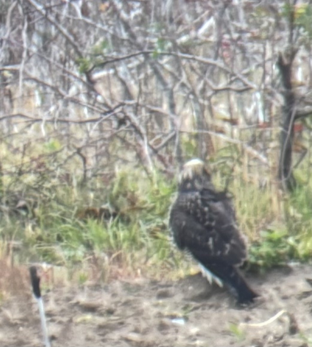 Swainson's Hawk - ML644999851