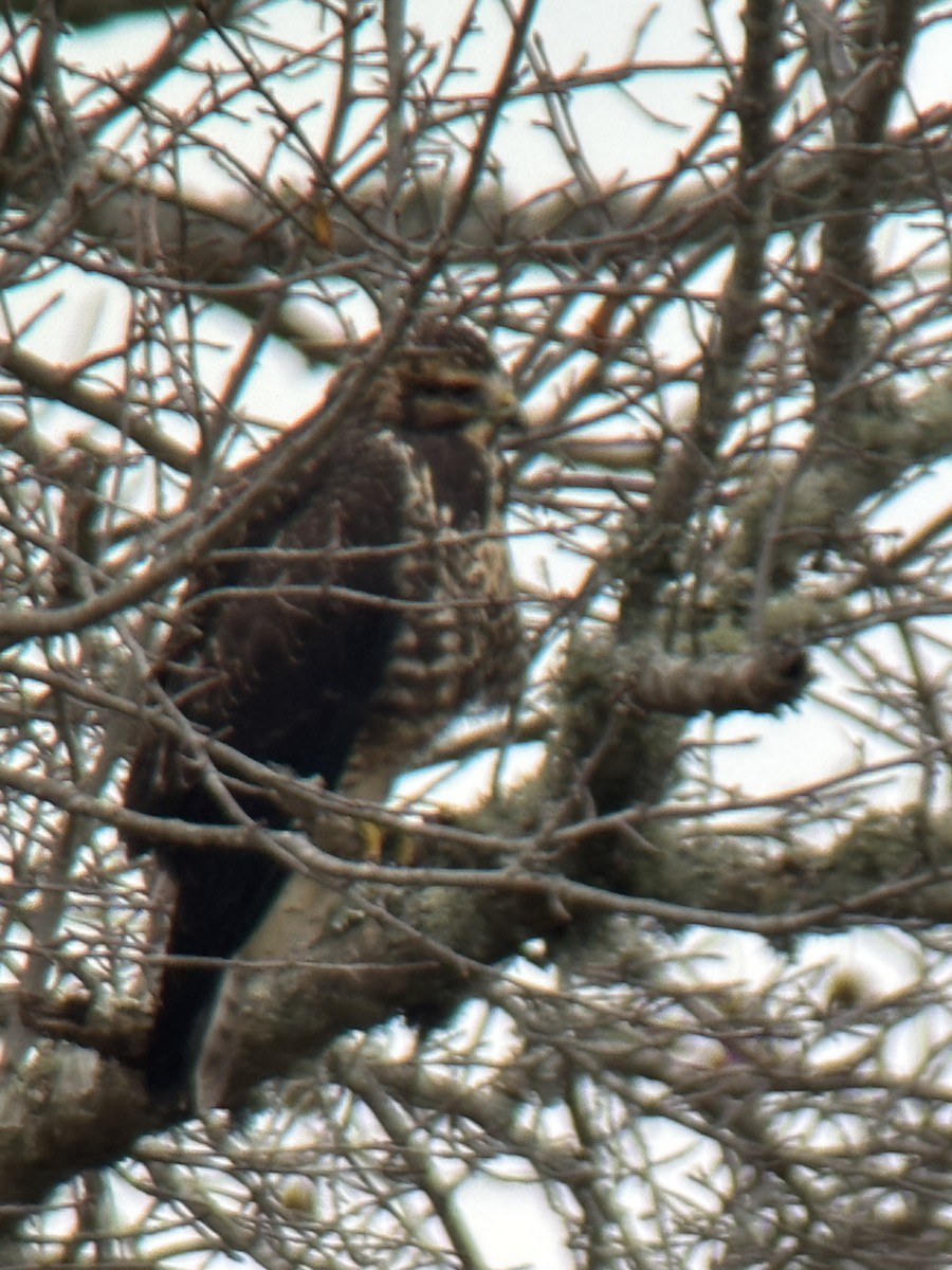 Swainson's Hawk - ML644999852