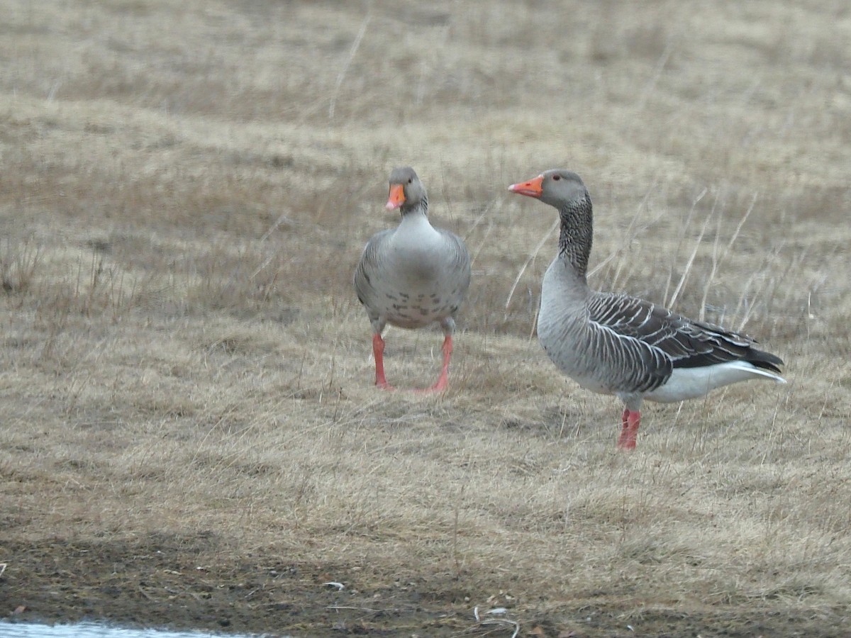 Oca selvatica - ML644999867