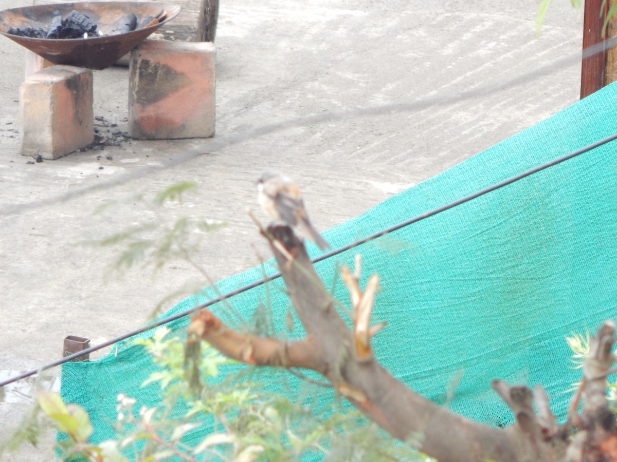 Bay-backed Shrike - ML644999868