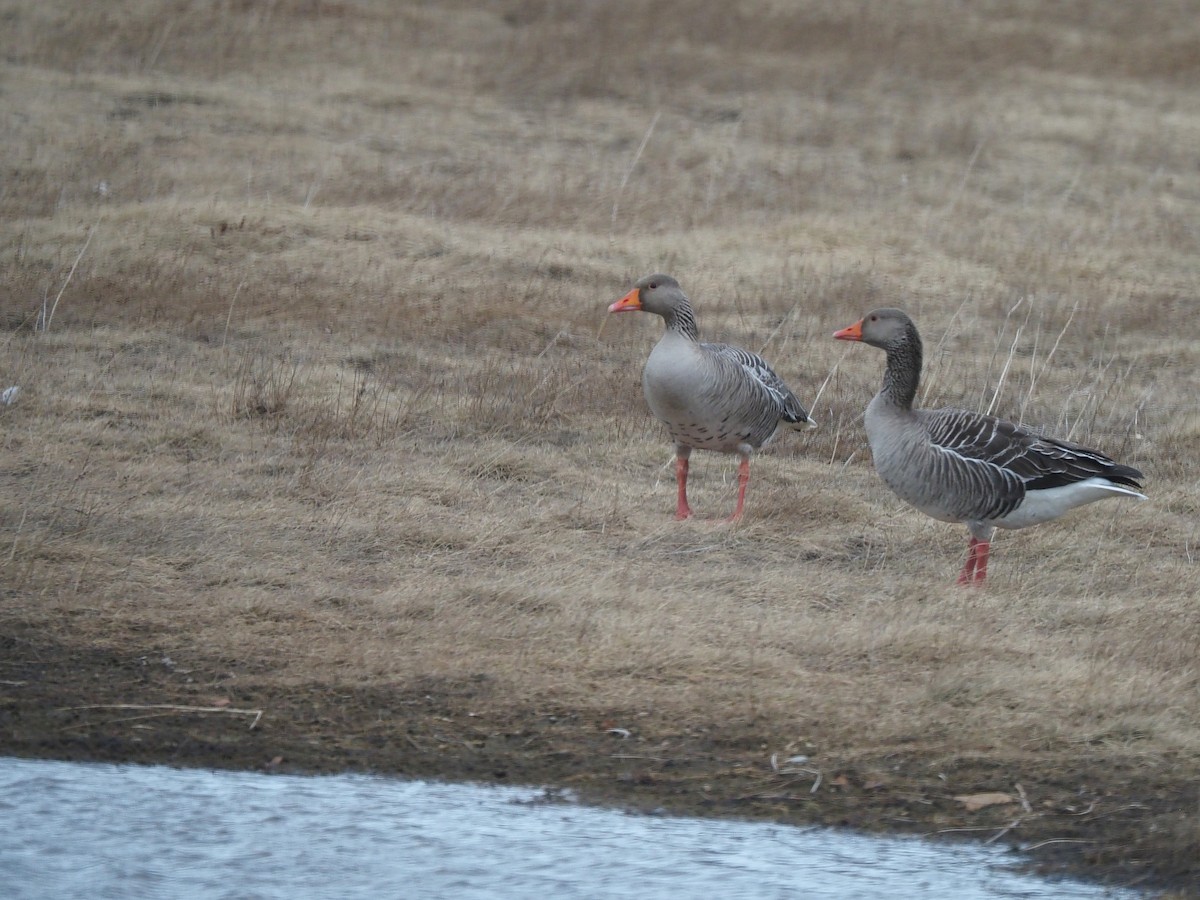 Oca selvatica - ML644999873