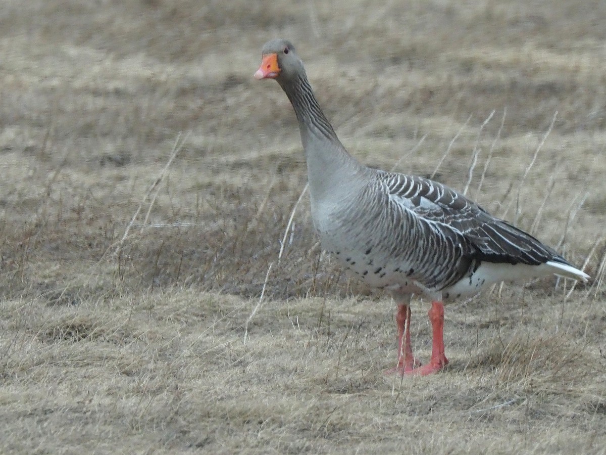 Oca selvatica - ML644999877