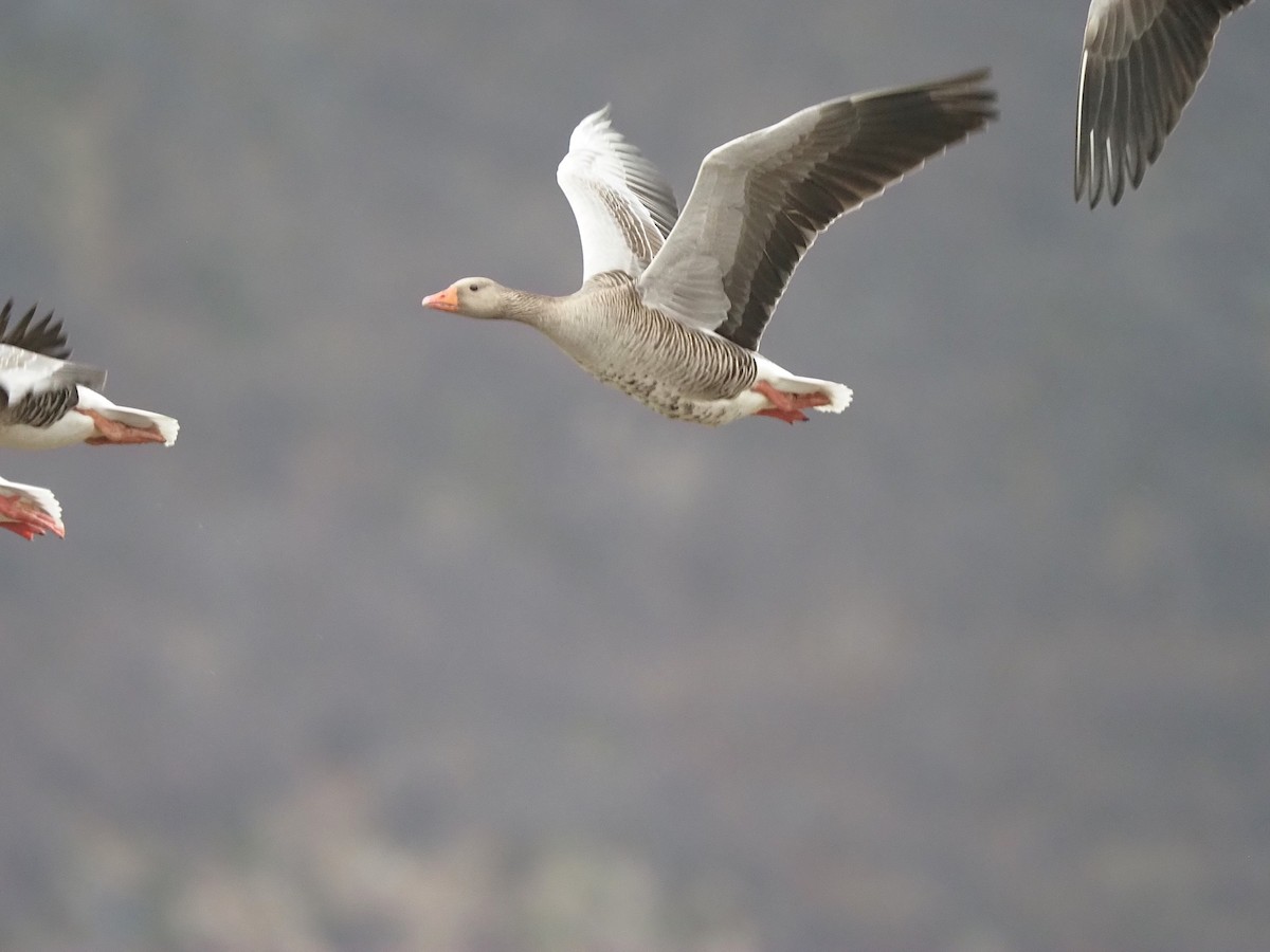 Oca selvatica - ML644999883