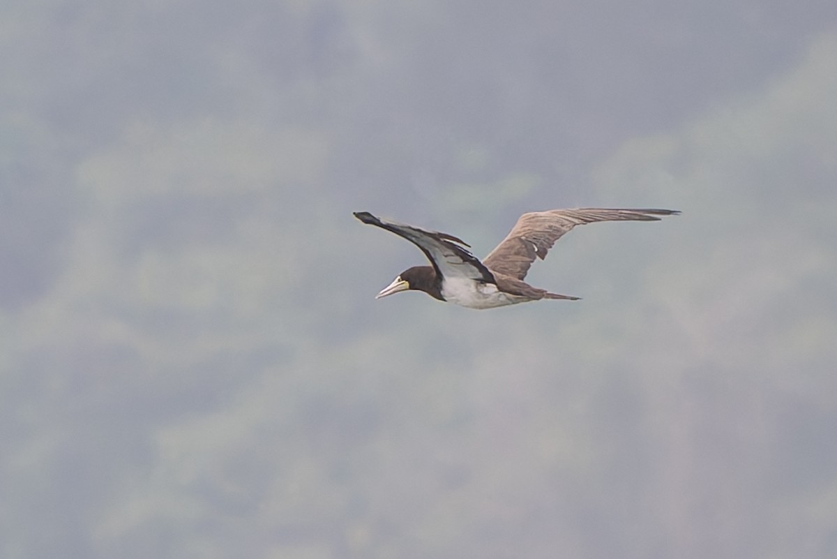 Бурая олуша - ML644999889