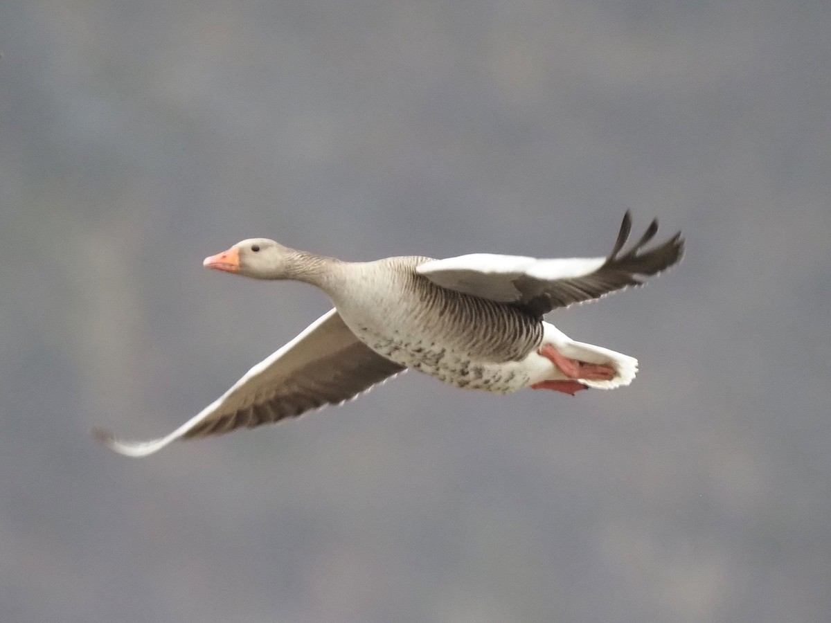 Oca selvatica - ML644999890