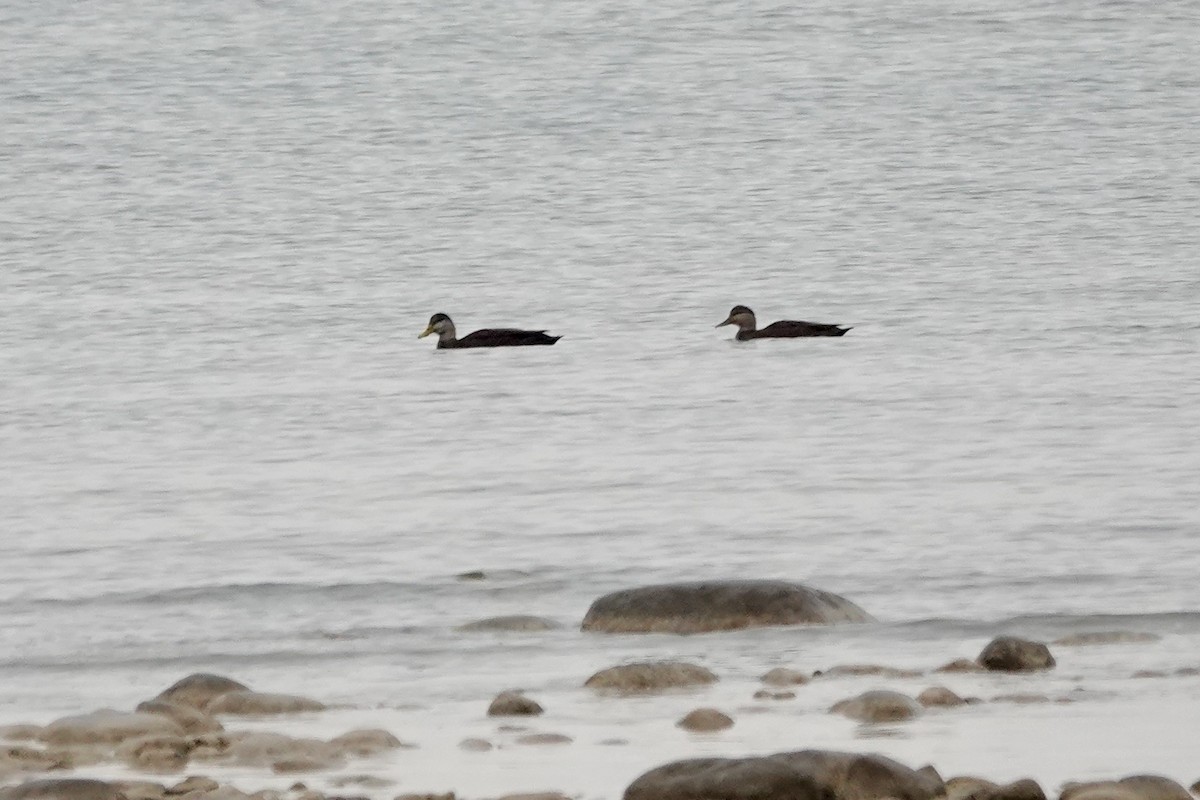 Ahate iluna - ML644999894