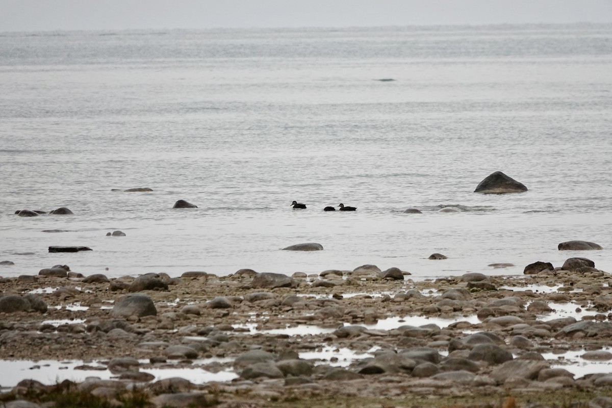 Ahate iluna - ML644999895