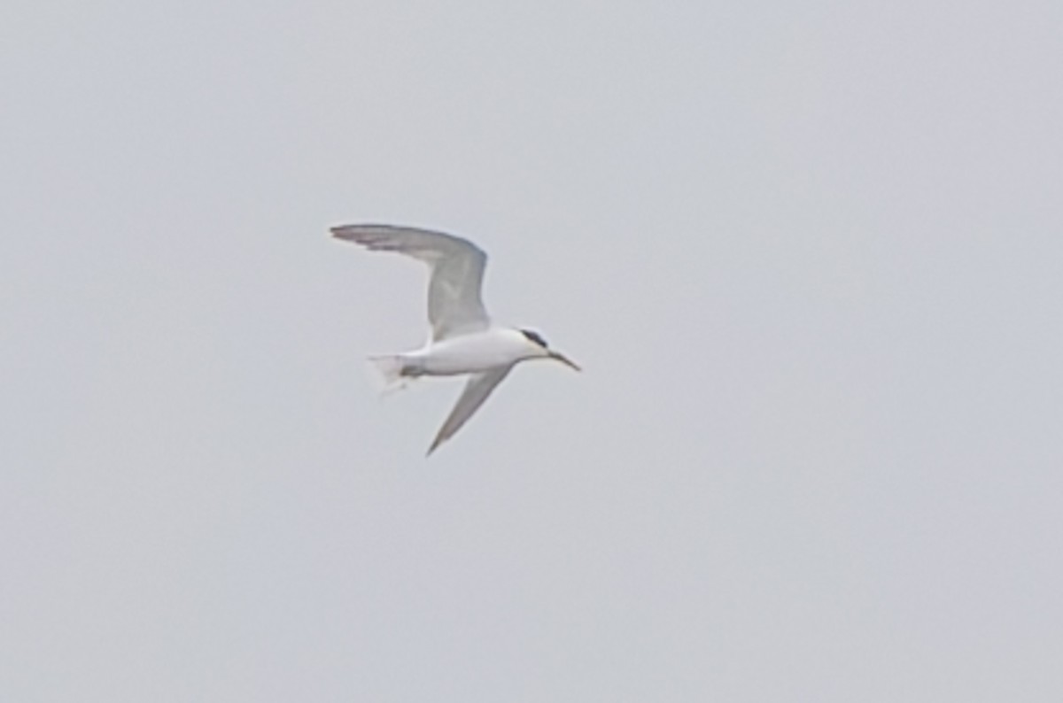 Пестроносая крачка - ML644999905