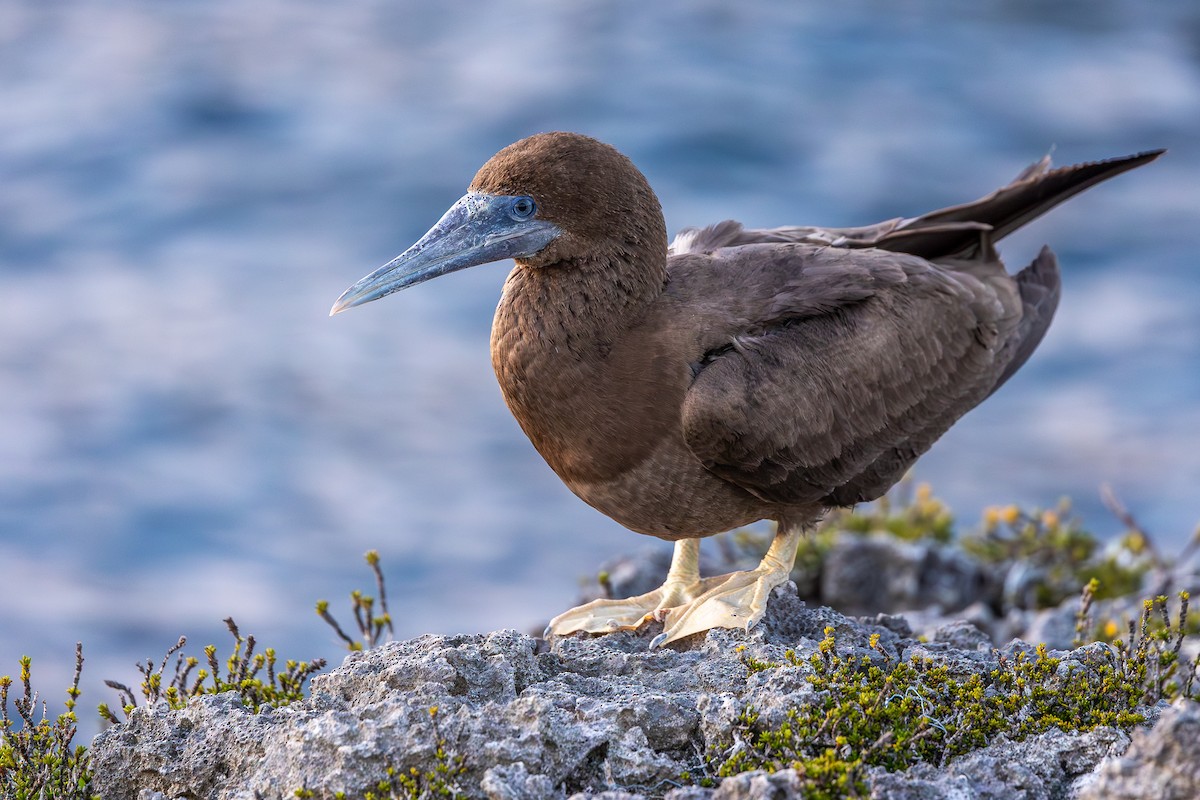 Brown Booby - ML644999906