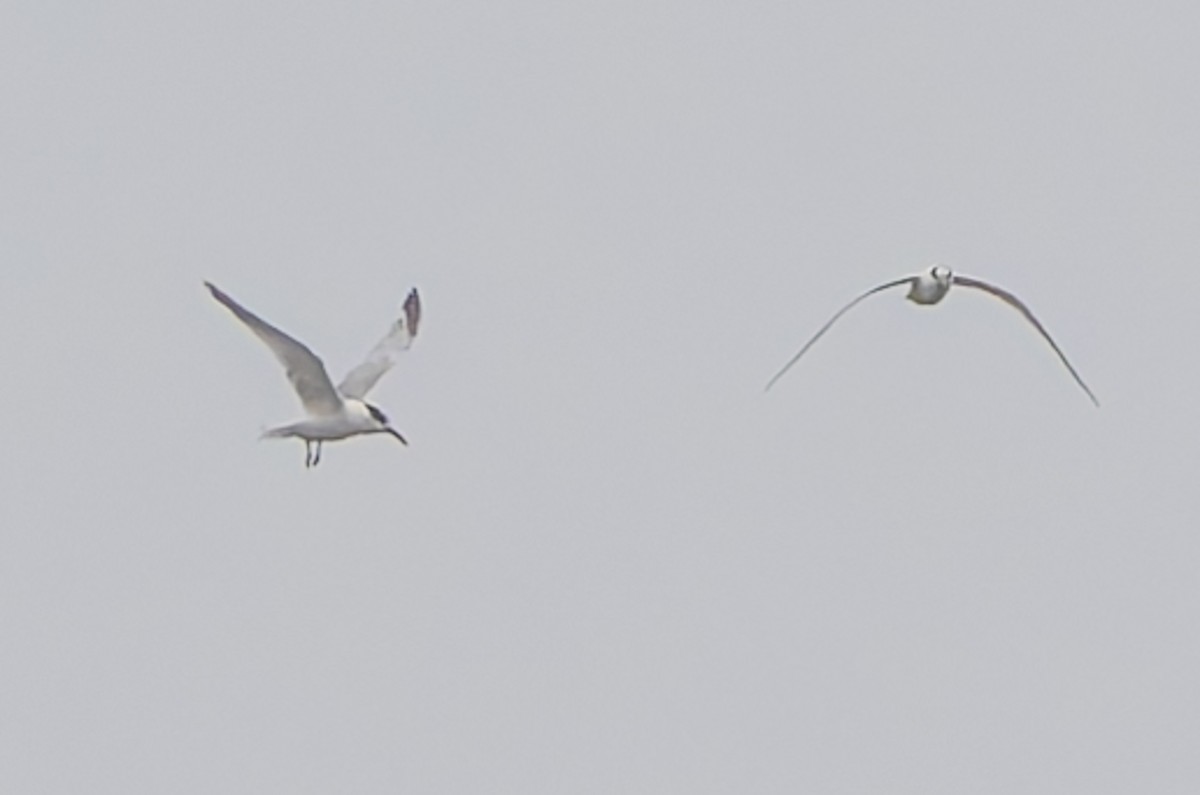 Пестроносая крачка - ML644999911