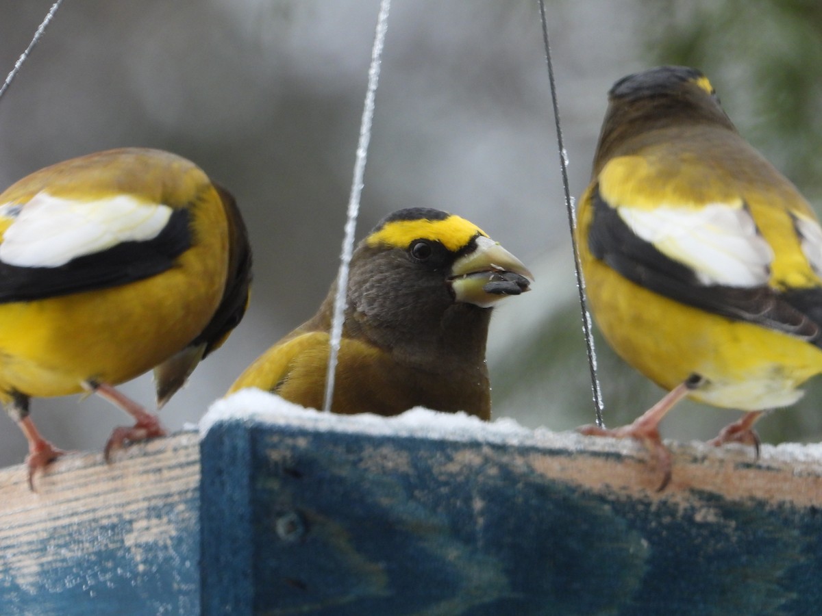 Evening Grosbeak - ML644999925