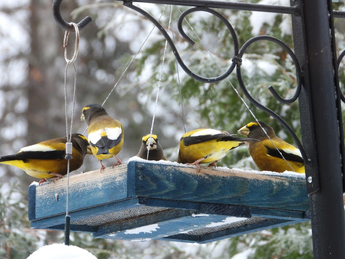 Evening Grosbeak - ML644999926