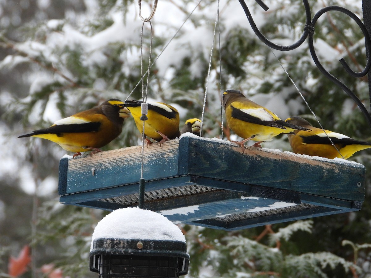 Evening Grosbeak - ML644999927