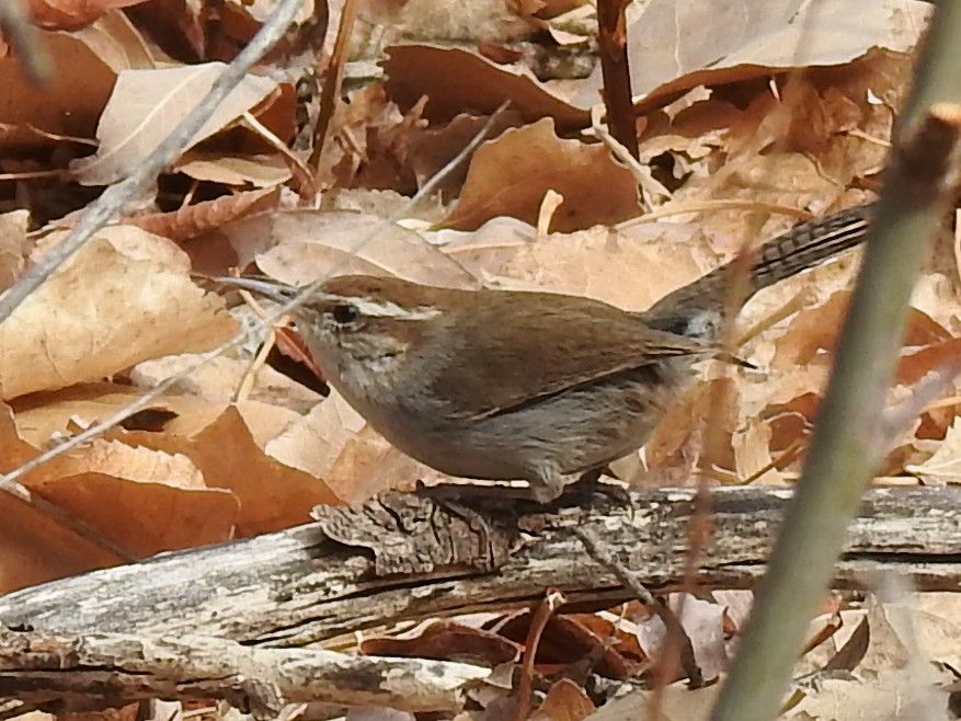 Підбуреник - ML644999935