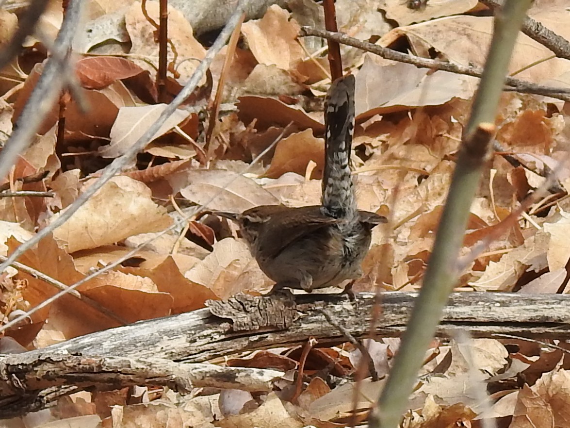 Підбуреник - ML644999937