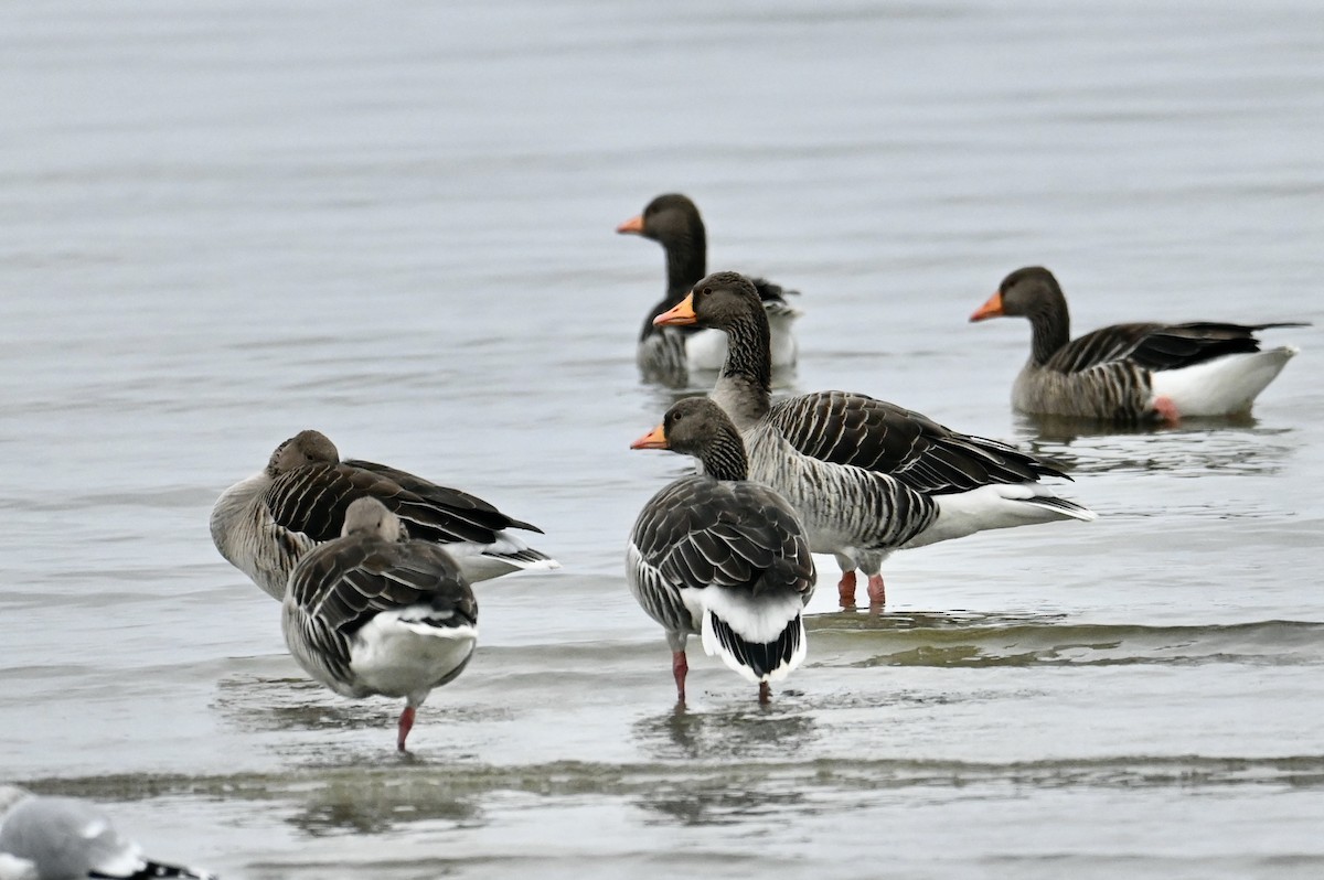 Oca selvatica - ML644999988