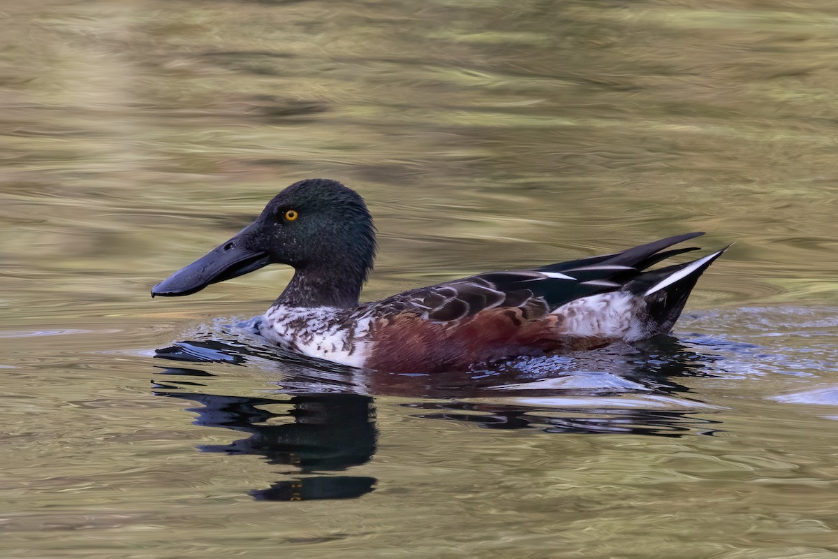 Ahate mokozabal zuria - ML645000026