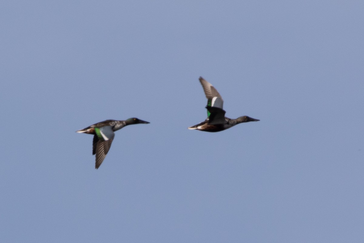 Ahate mokozabal zuria - ML645000035