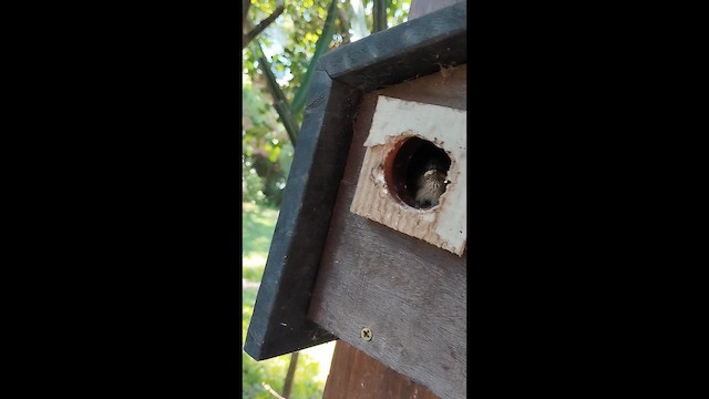 Southern House Wren - ML645000054