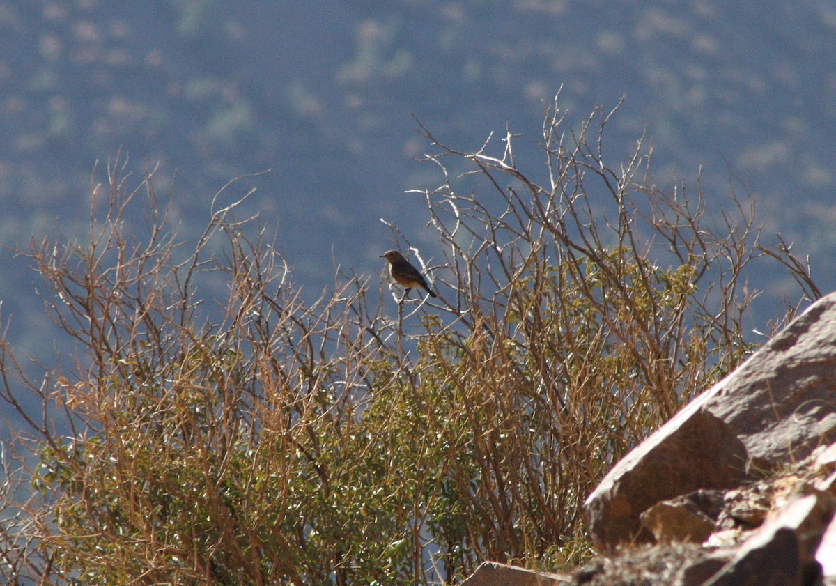 Moussier's Redstart - ML645000055