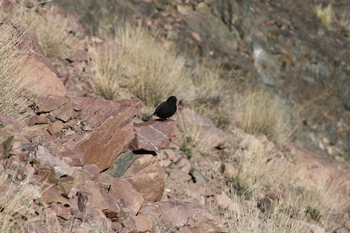 Black Wheatear - ML645000060