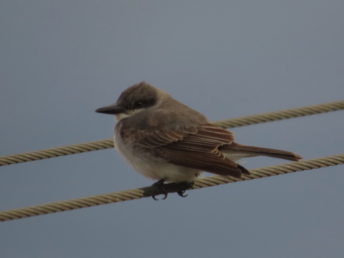 Gray Kingbird - ML645000065