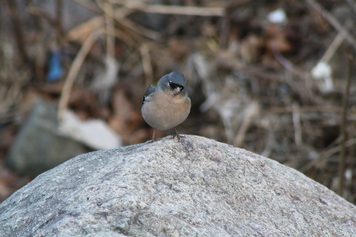 African Chaffinch (African) - ML645000071