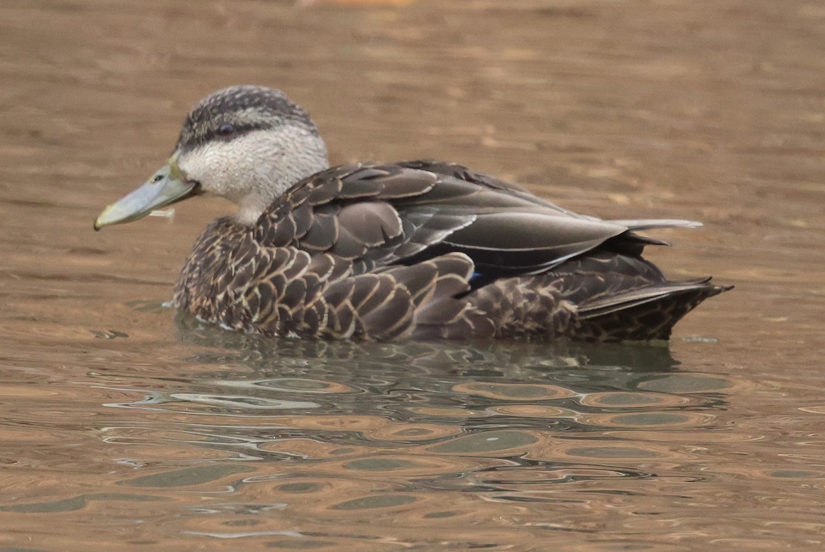 Ahate iluna - ML645000072