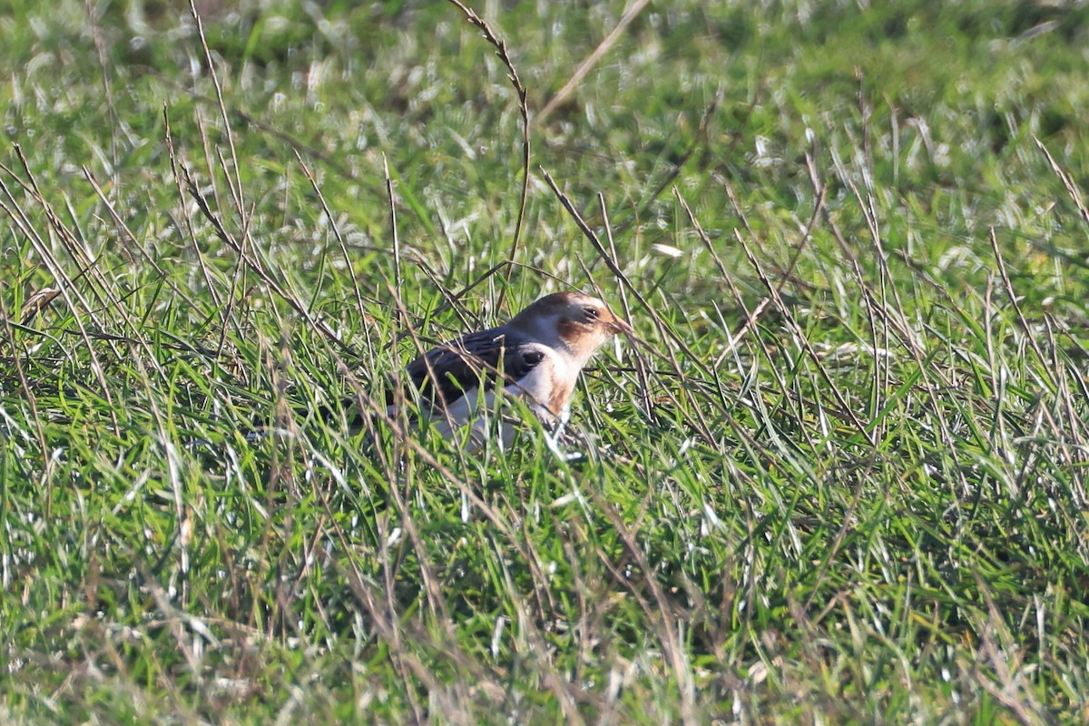 Snow Bunting - ML645000091