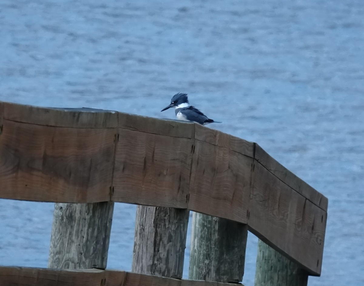 Martin handi iparramerikarra - ML645000093