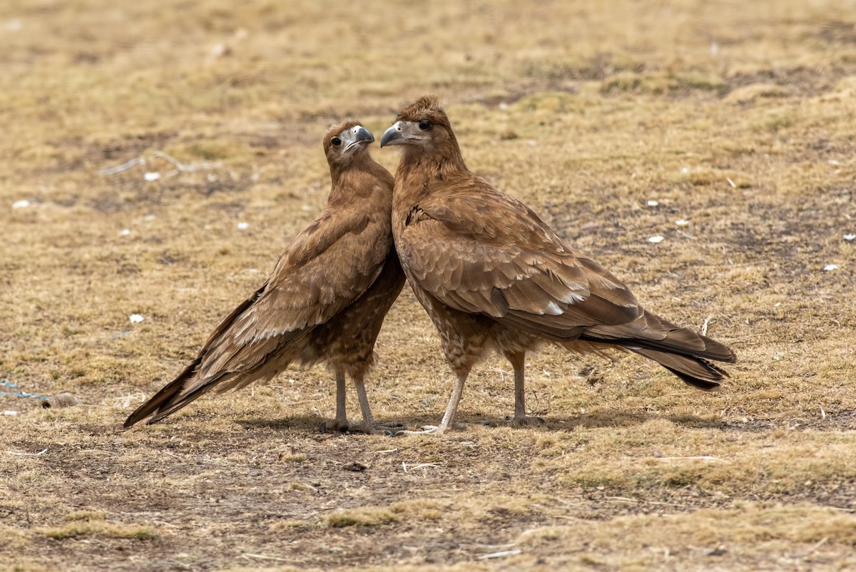 Mountain Caracara - ML645000102