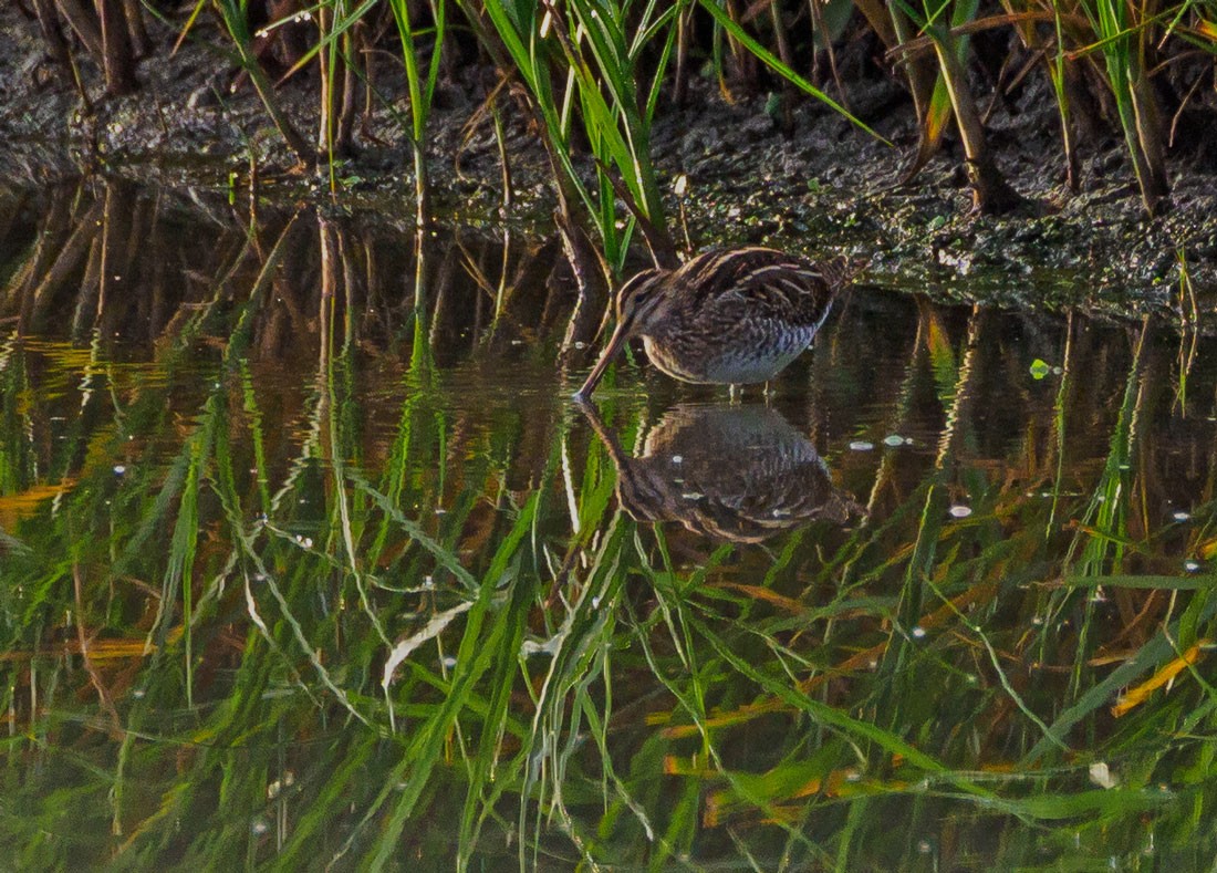 חרטומית ביצות - ML645000113