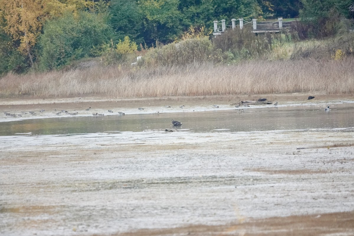 Green-winged Teal - ML645000148